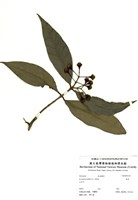 藏品(香果)的圖片